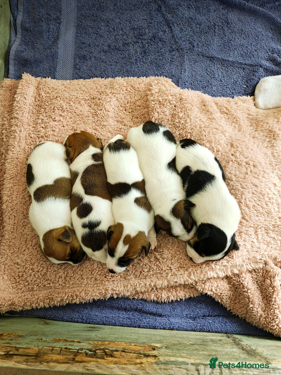 Jack Russell dogs for sale: Jack Russell puppies  - Image 2