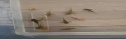 Axolotl reptiles for sale: Axolotl's for sale in Brampton - Advert 2