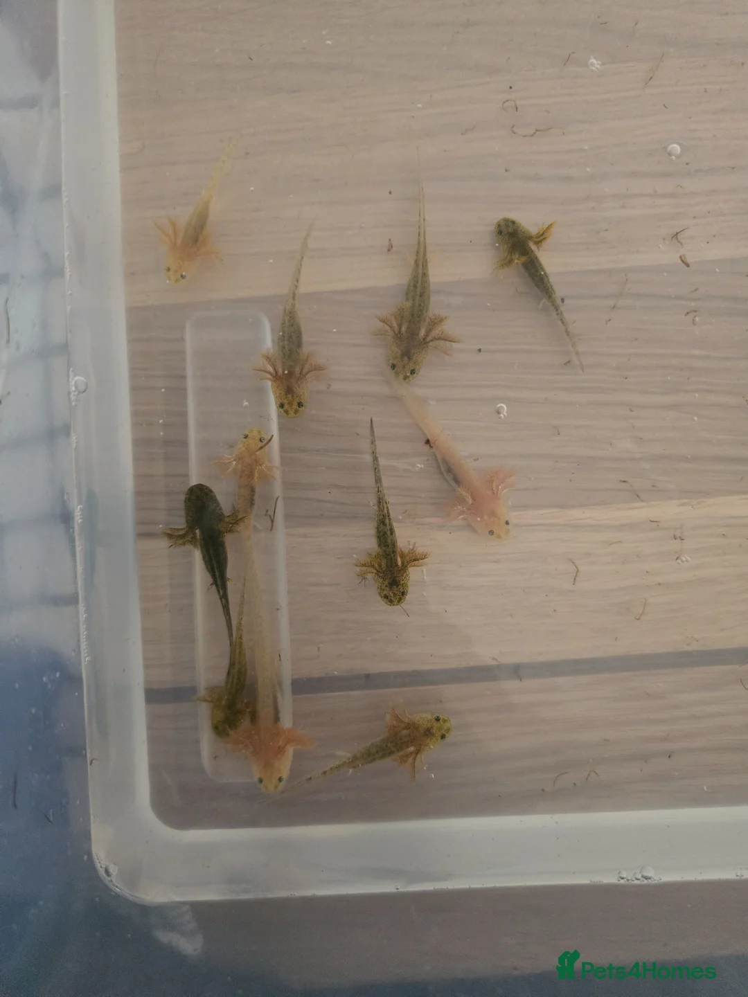 Axolotl reptiles for sale: Axolotl's for sale in Brampton - Advert 2