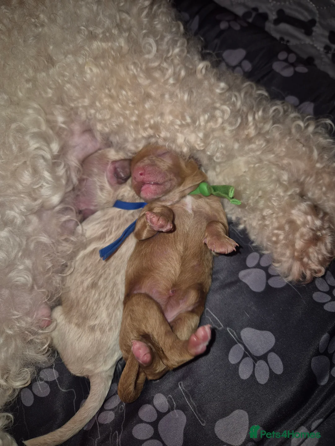 Poochon dogs for sale: Gorgeous Poochon Puppies near Glasgow - Advert 2