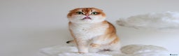 Scottish Fold cats for sale: Beautiful Golden Chinchilla Girl  - Advert 3