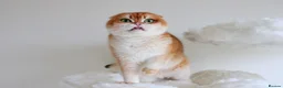 Scottish Fold cats for sale: Beautiful Golden Chinchilla Girl  - Advert 3