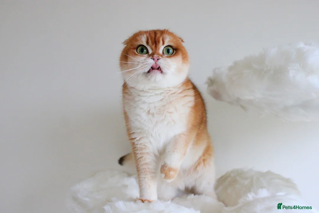 Scottish Fold cats for sale: Beautiful Golden Chinchilla Girl  - Advert 3