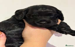 Cockapoo dogs for sale: 🐾 ADORABLE COCKAPOO PUPPIES FOR SALE! 🐾 - Advert 2