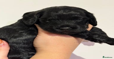 Cockapoo dogs 🐾 ADORABLE COCKAPOO PUPPIES FOR SALE! 🐾 - Advert 4