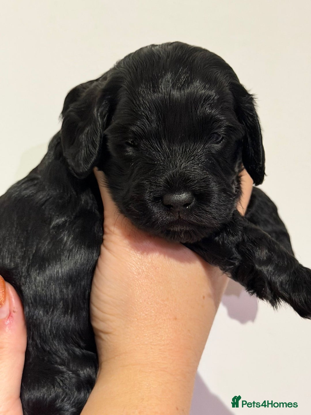 Cockapoo dogs for sale: 🐾 ADORABLE COCKAPOO PUPPIES FOR SALE! 🐾 - Advert 2