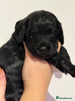 Cockapoo dogs 🐾 ADORABLE COCKAPOO PUPPIES FOR SALE! 🐾 - Advert 4