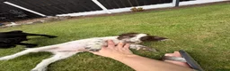 Cocker Spaniel dogs for sale: *Beautiful Litter Of Cockerspaniels* in Carnforth - Advert 16