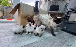 Ragdoll cats for sale: Female Ragdoll kitten - Image 5