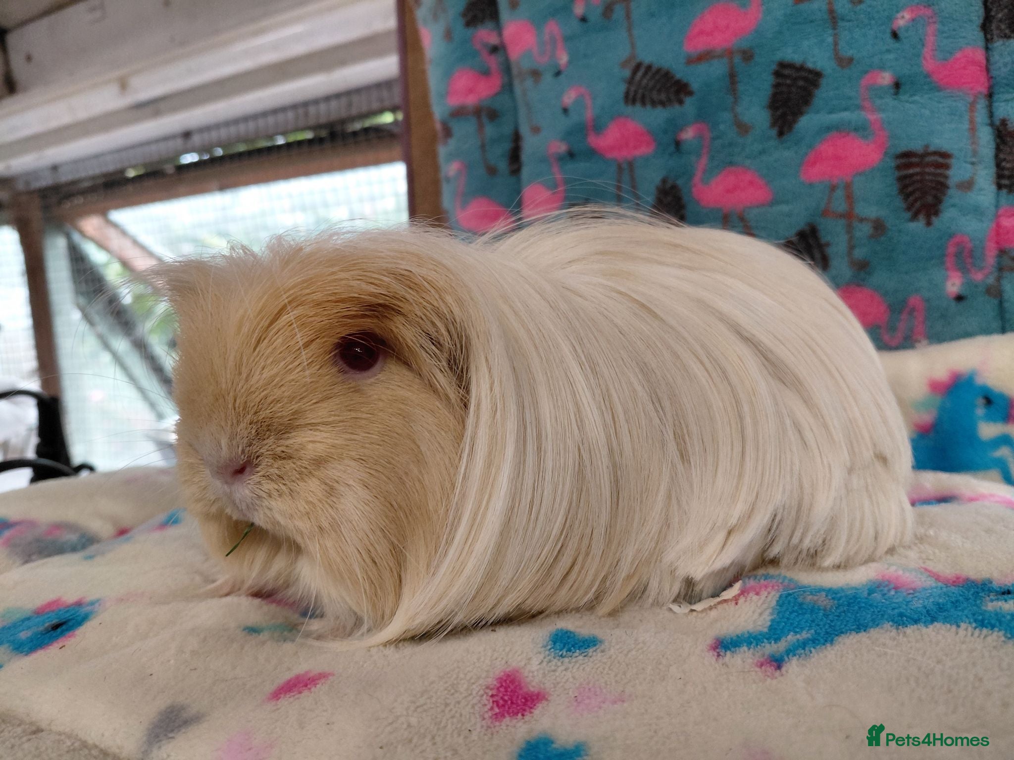 Guinea Pig rodents Young Adult Ret Coronet  Sow RTR/ Young Teddy RTL - Advert 7
