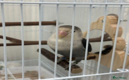 Lovebirds birds for sale: Lovebird - + cage/food - Advert 2