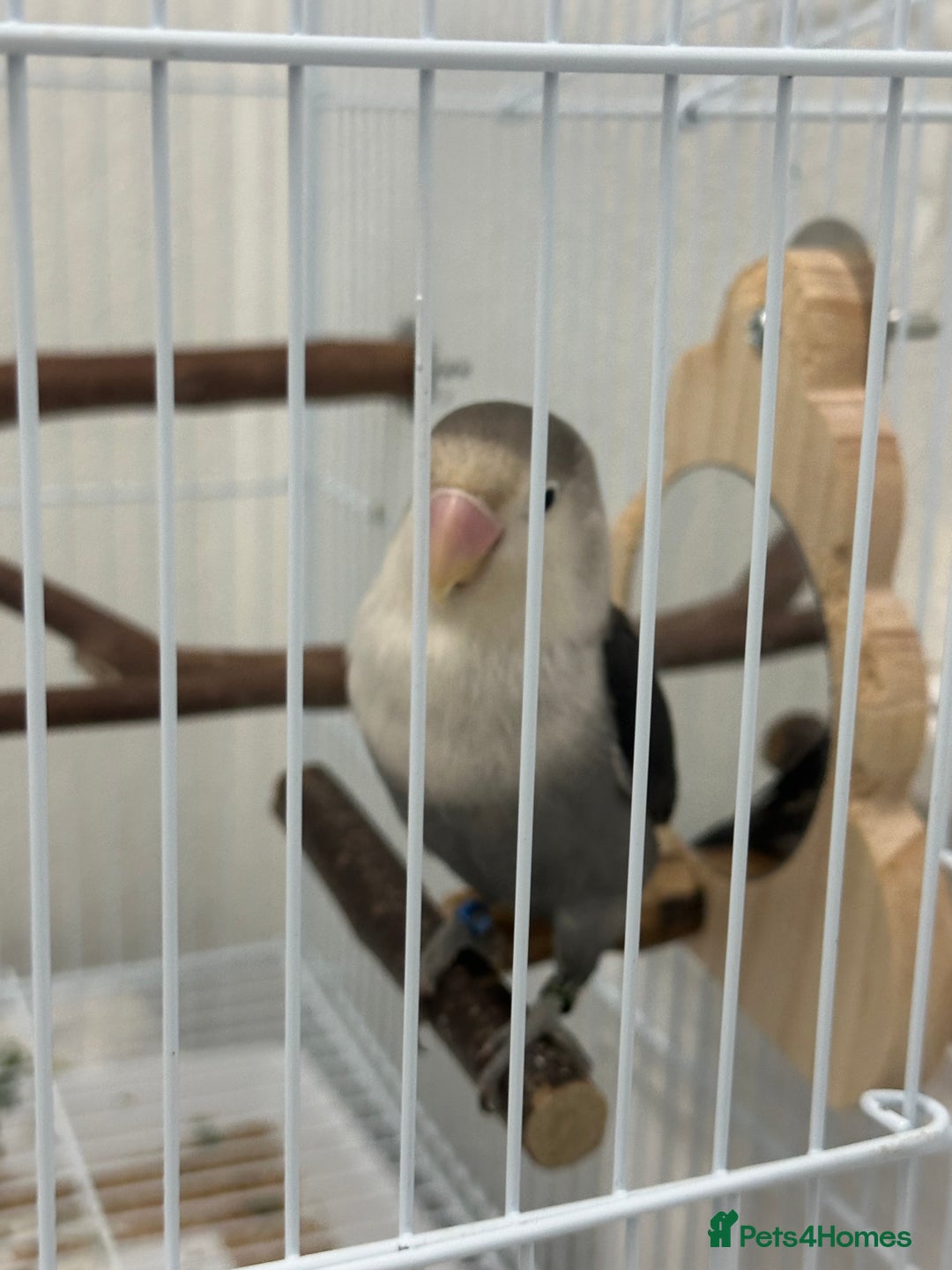 Lovebirds birds for sale: Lovebird - + cage/food - Advert 2