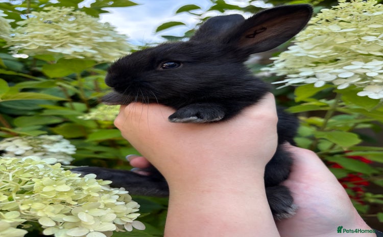 Continental Giant rabbits - Advert 1