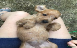 Hungarian Vizsla dogs for sale: VIZSIPOO puppies, Vizsla x Miniature Poodle - Image 12