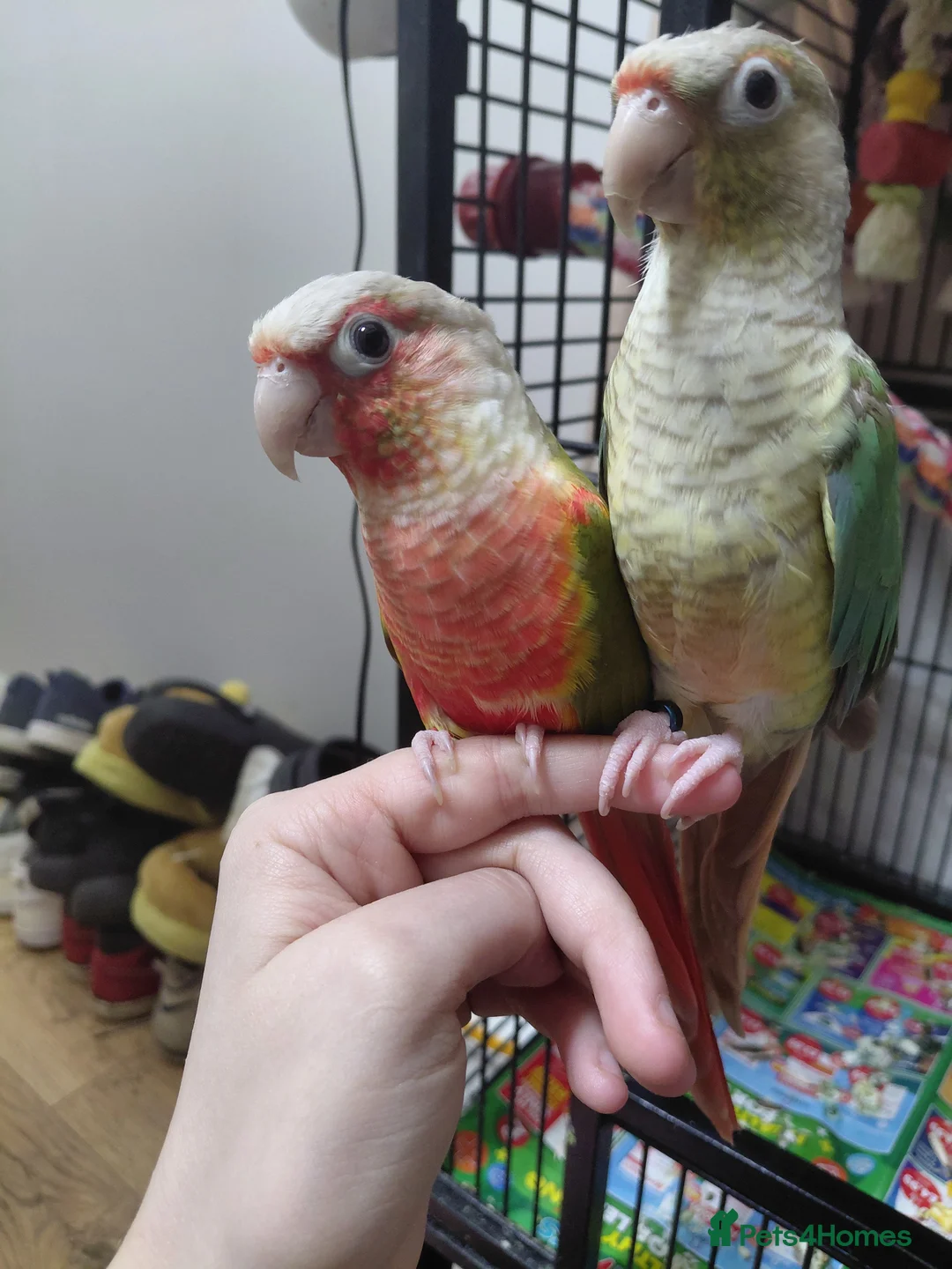 Conures birds for sale: Hand Reared Green Cheek Conure Pair in Huddersfield - Advert 1