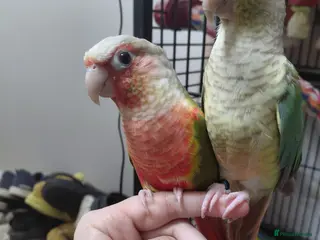 Conures birds Hand Reared Green Cheek Conure Pair - Advert 4