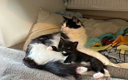 Domestic Shorthair cats for sale: Domestic longhair kittens - Image 7