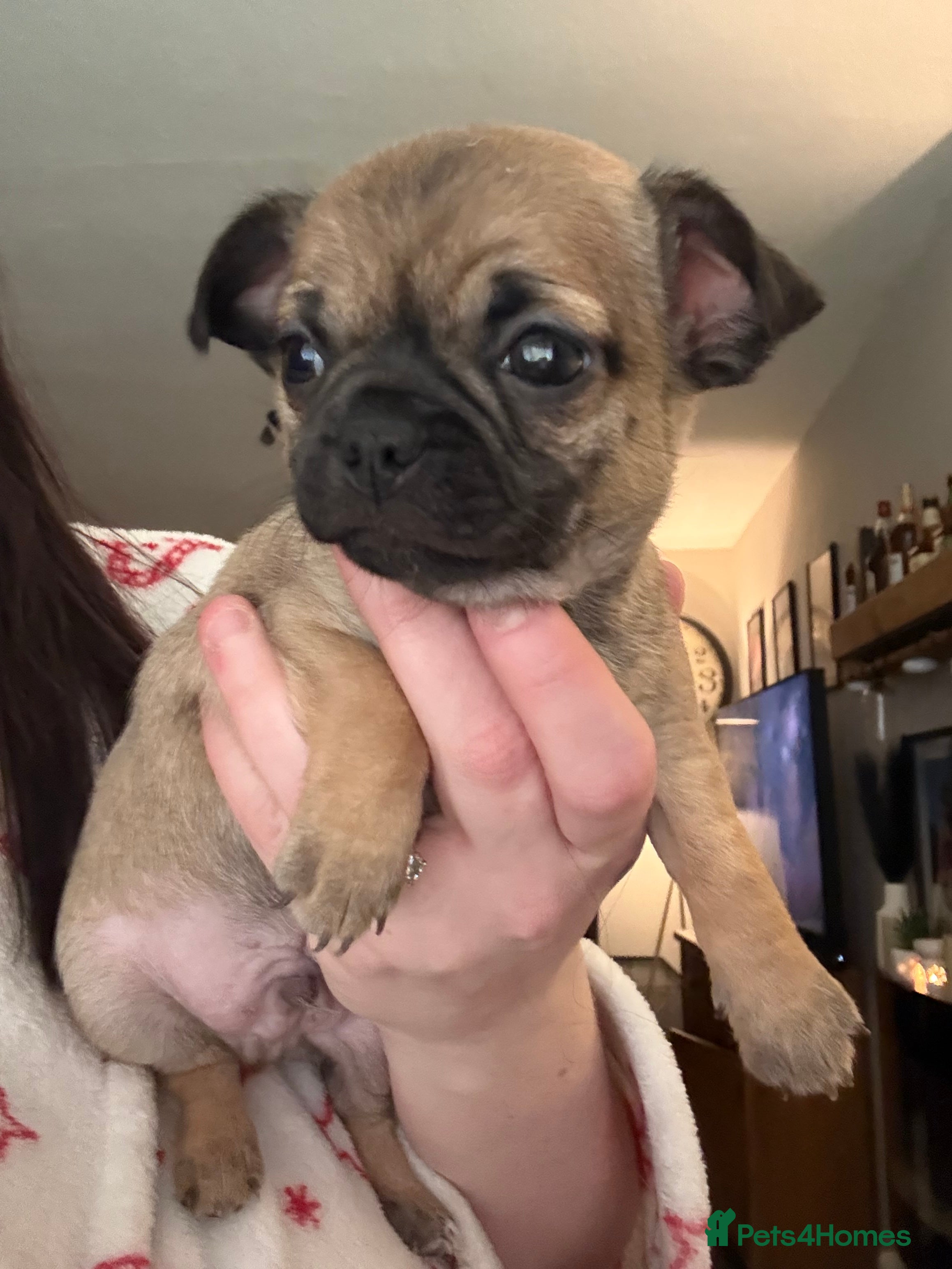 Chihuahua dogs Chihuahua Puppies - Advert 6