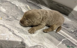 Labrador Retriever dogs for sale: GORGEOUS silver Labradors 🐶  - Advert 2