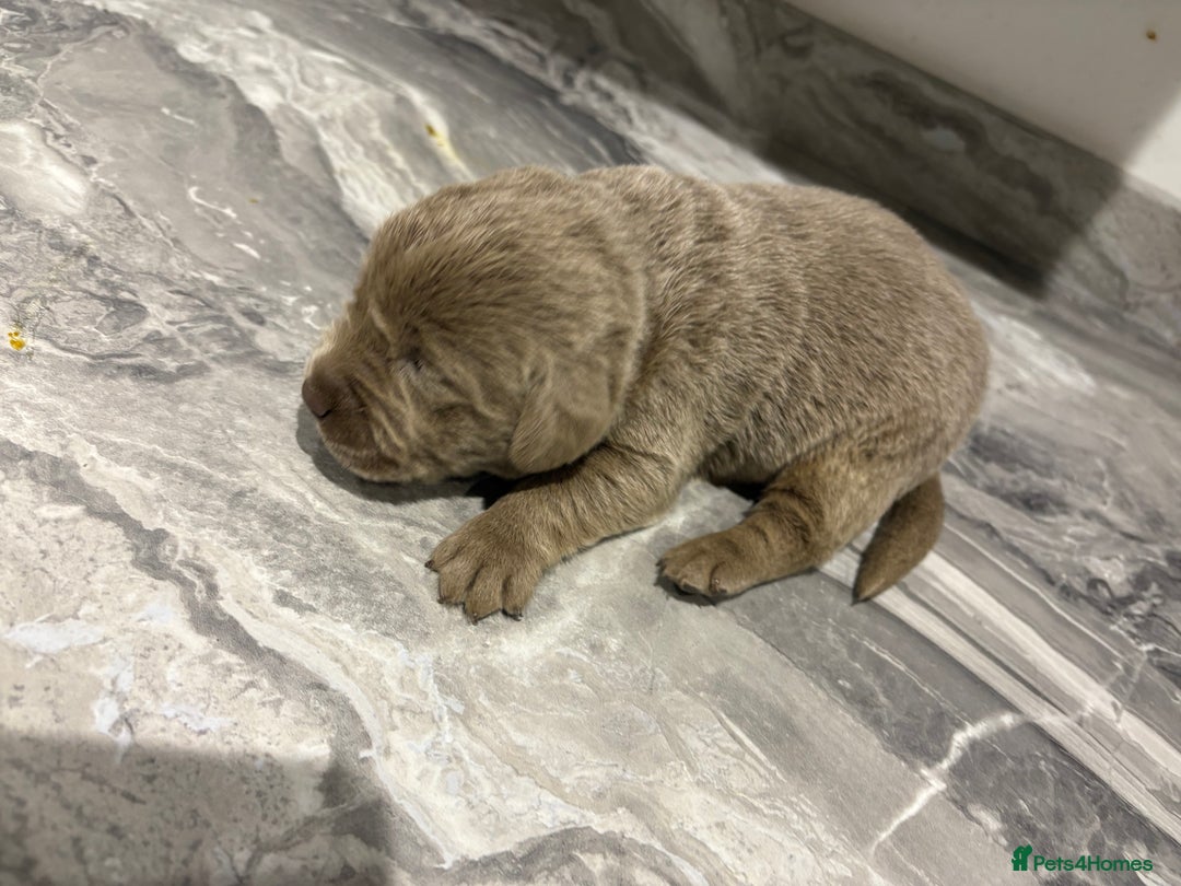 Labrador Retriever dogs for sale: GORGEOUS silver Labradors 🐶  - Advert 2
