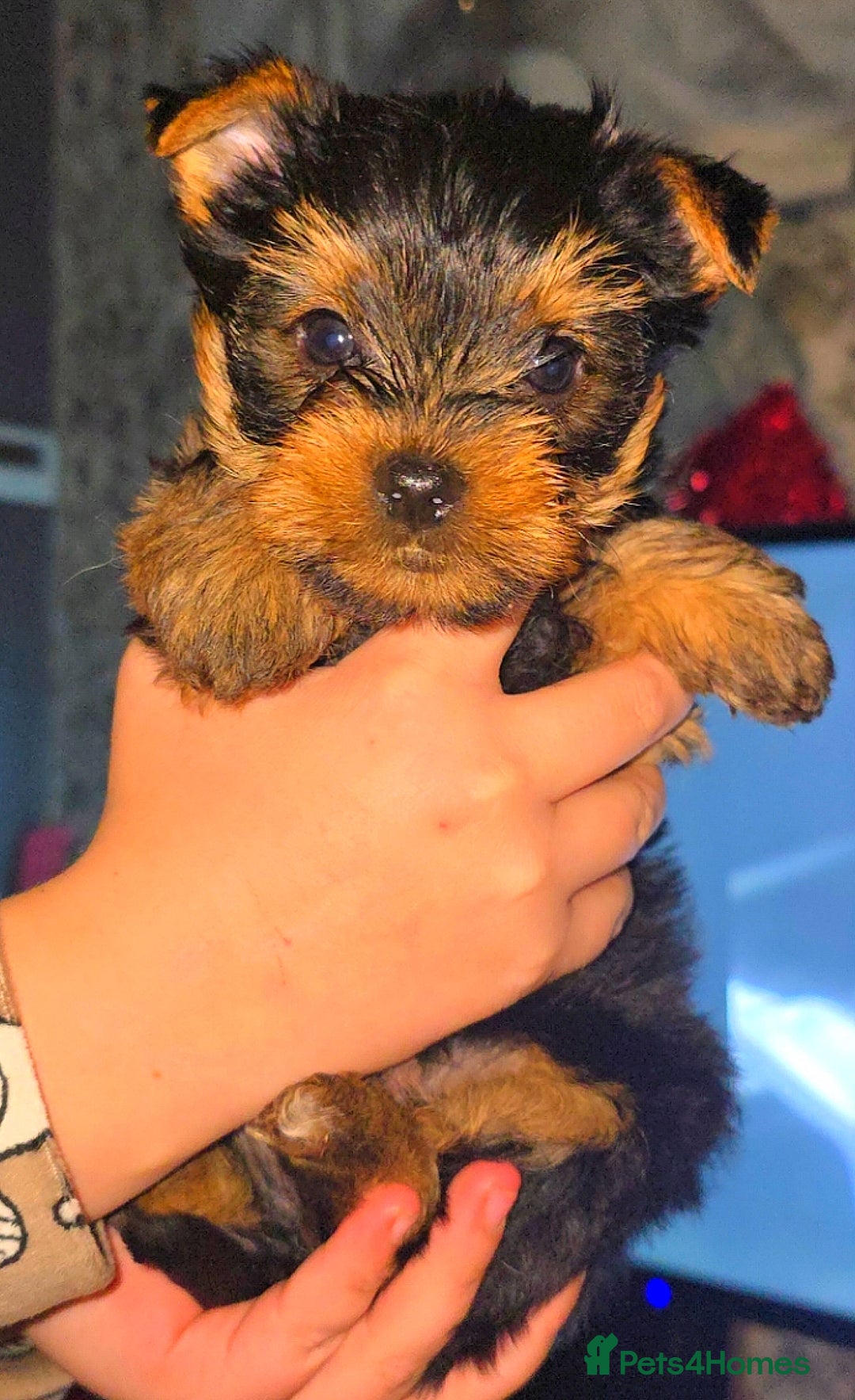 Yorkshire Terrier dogs for sale: Beautifil Yorkie Puppy - Advert 5