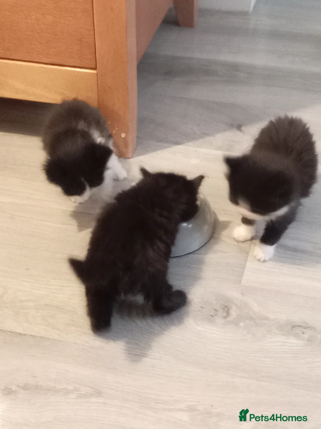Mixed Breed cats for sale: Litter of 5 beautiful kittens  - Advert 7