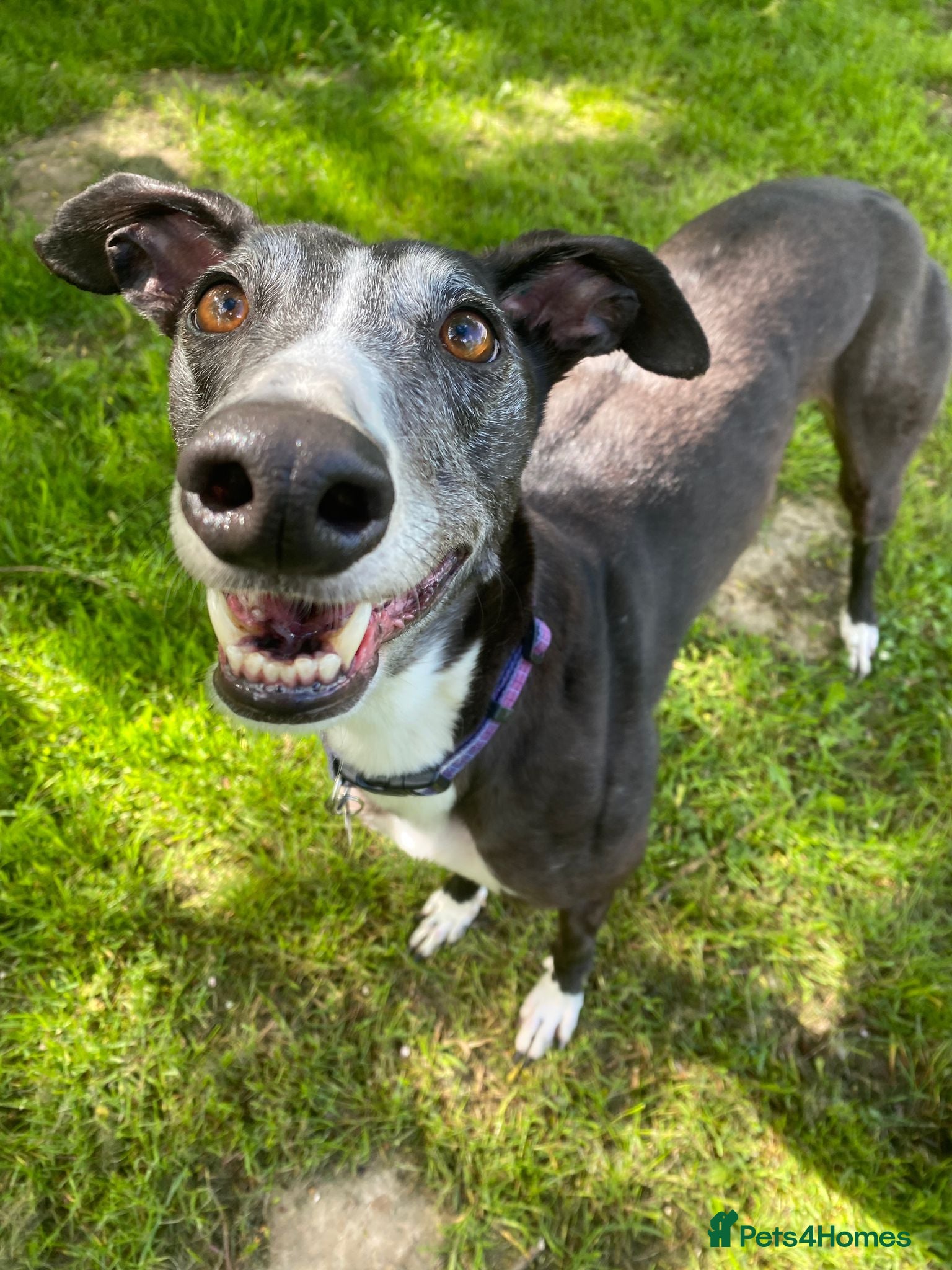 Greyhound dogs Sylvie - Advert 2