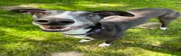 Greyhound dogs for adoption: Sylvie - Advert 1