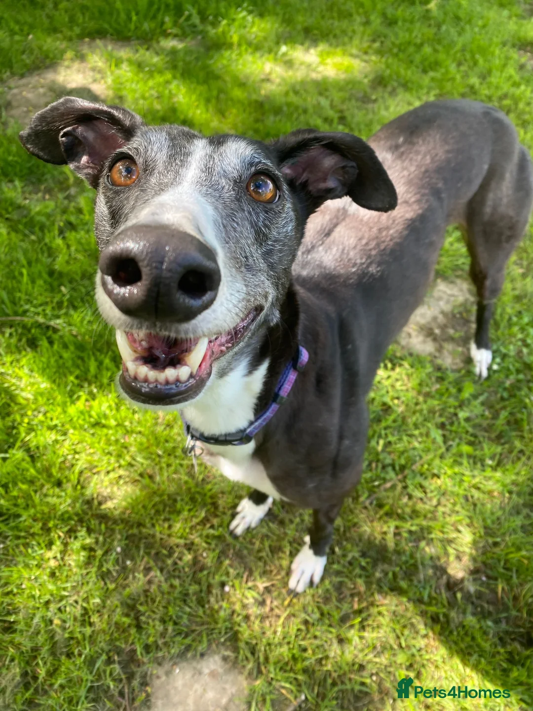 Greyhound dogs for adoption: Sylvie - Advert 1