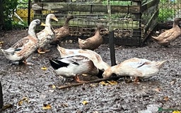 Ducks poultry for sale: Ducks for sale  - Advert 2