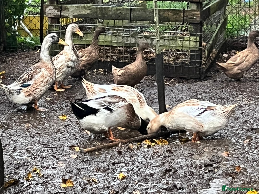 Ducks poultry for sale: Ducks for sale  - Advert 2