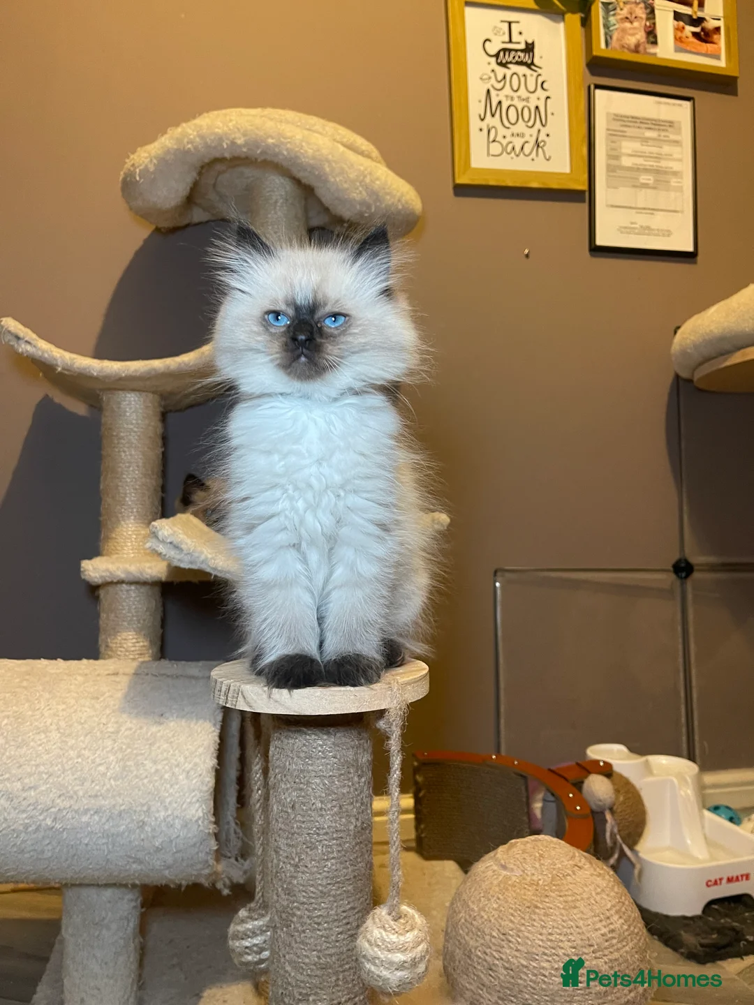 Ragdoll cats for sale: Pedigree Cherubim Blue Mink Ragdoll - Advert 7