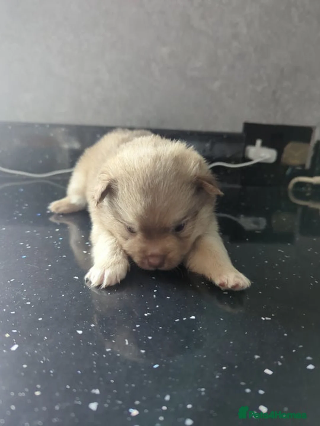 Pomchi dogs for sale: Two male pomchi  - Advert 2