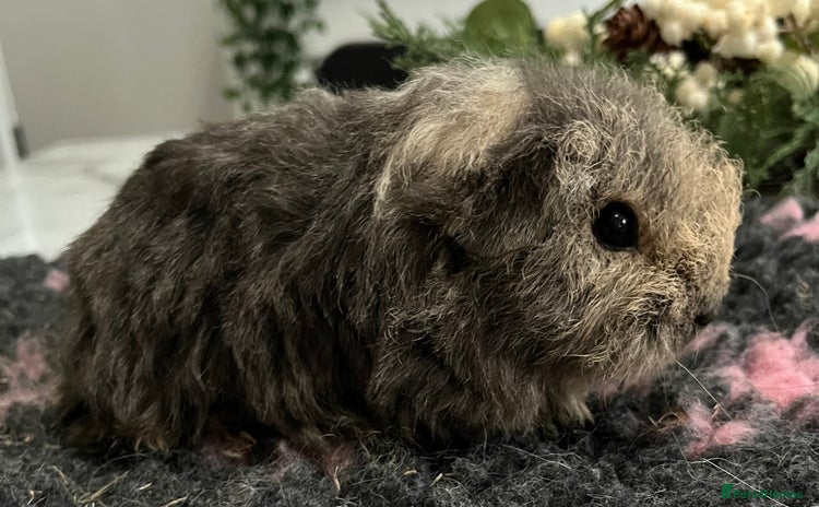 Guinea Pig rodents Gorgeous baby Guinea pigs available.  - Advert 10