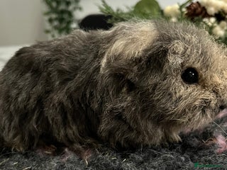 Guinea Pig rodents Gorgeous baby Guinea pigs available. - Advert 5