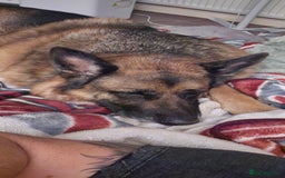 German Shepherd dogs for sale: Mighty Max - Image 2