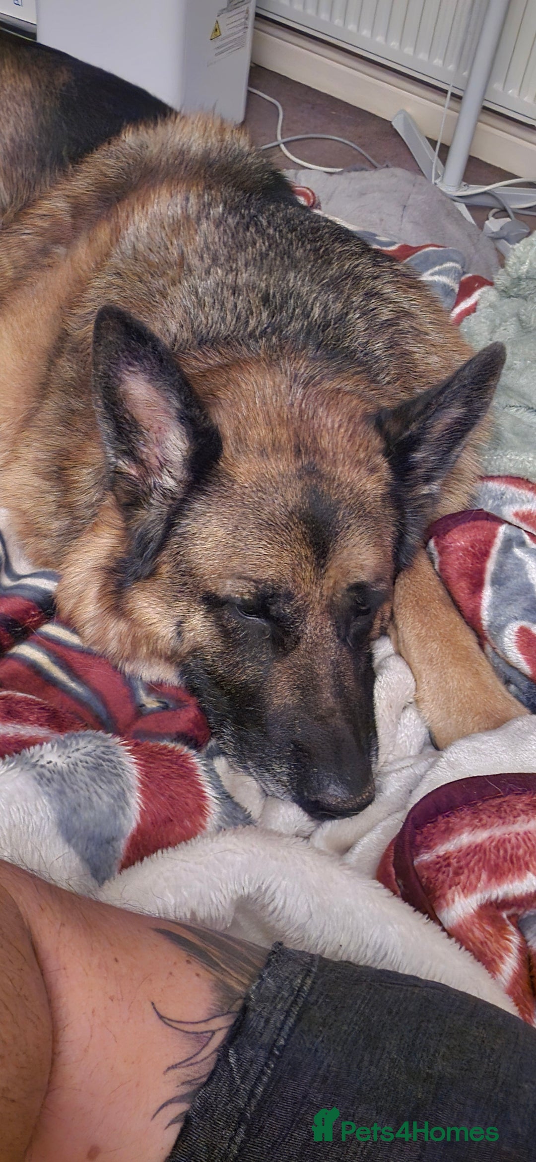 German Shepherd dogs for sale: Mighty Max - Image 2