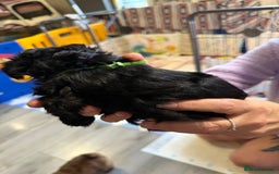 Yorkiepoo dogs for sale: Yorkiepoo puppies for sale. - Image 9