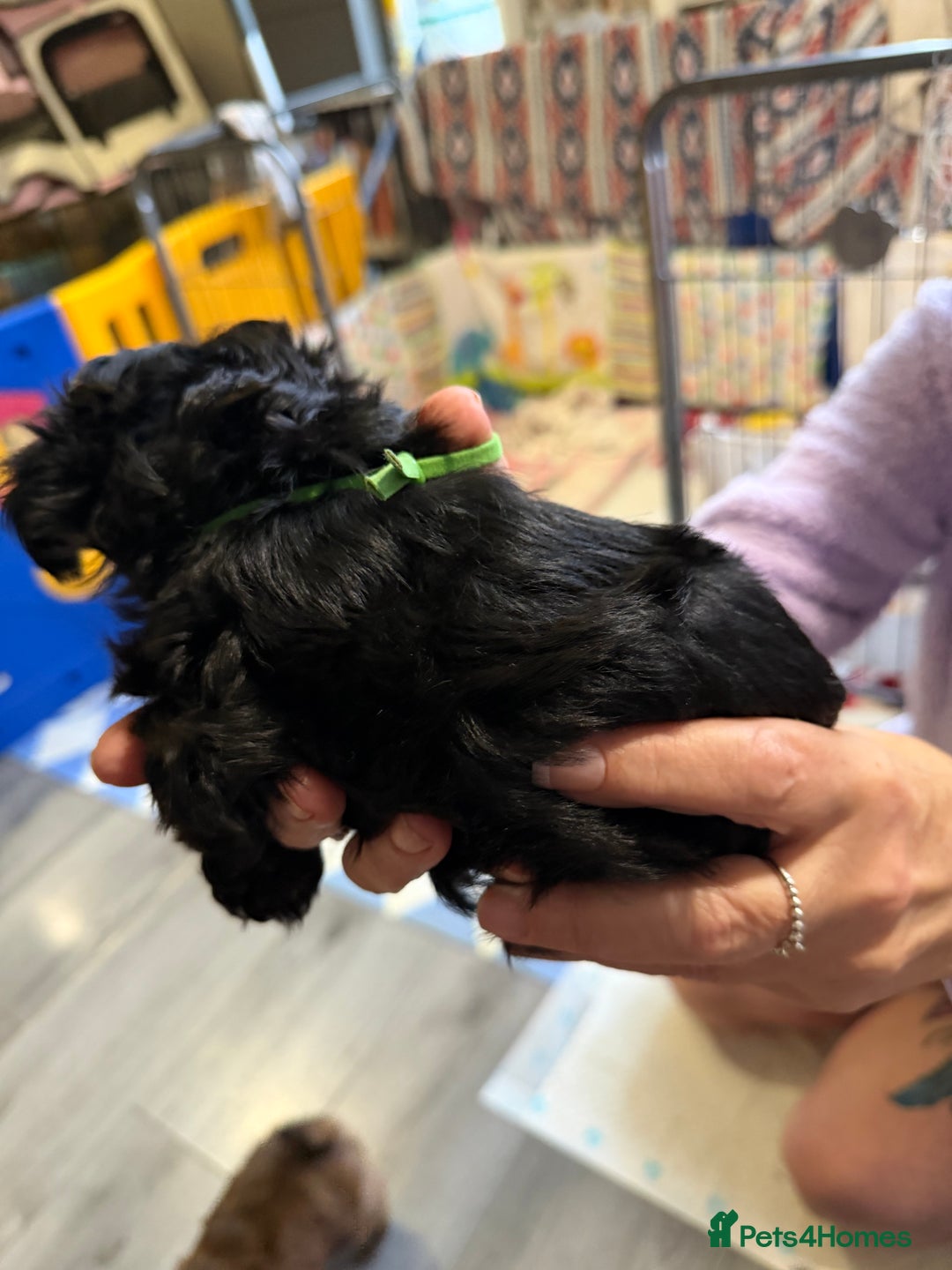 Yorkiepoo dogs for sale: Yorkiepoo puppies for sale. - Image 9