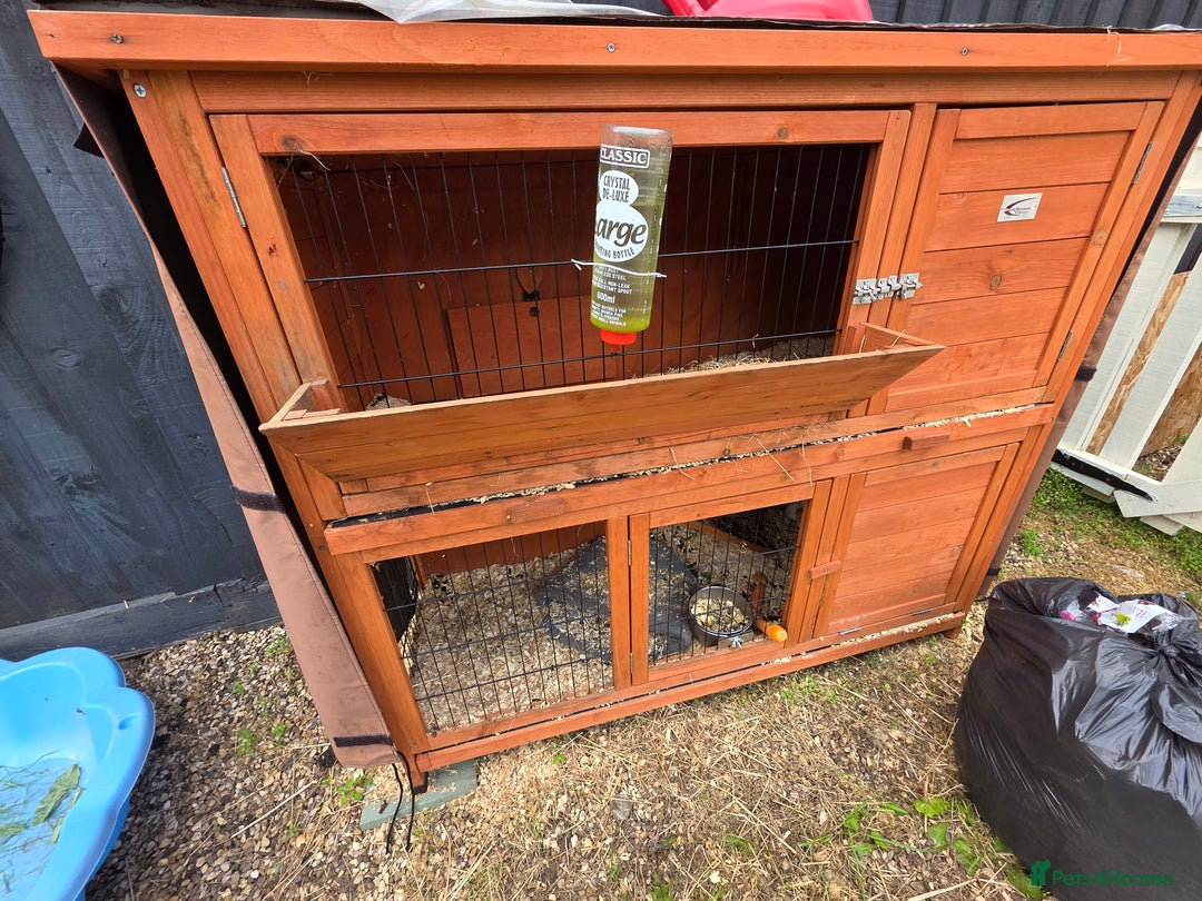 Guinea Pig rodents for sale: 2 x male guinea pigs  - Image 4