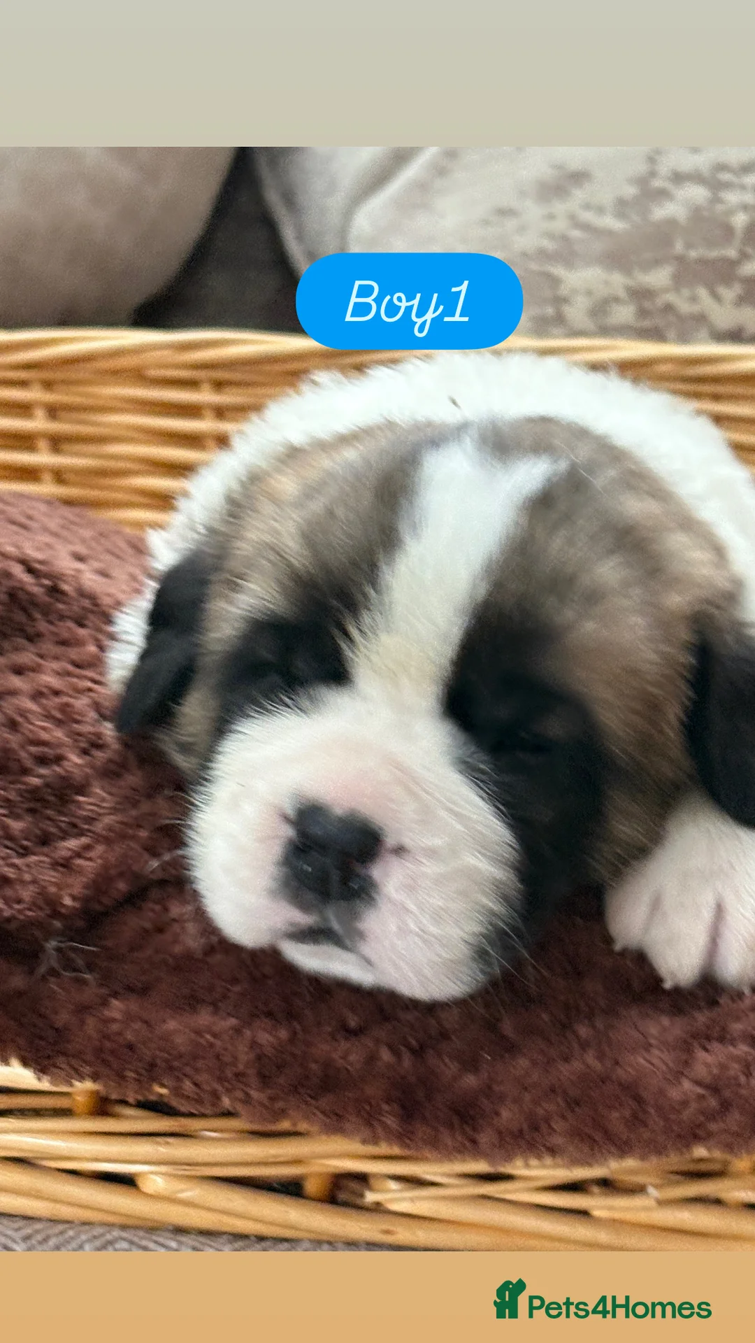 Saint Bernard dogs for sale: Chunky family raised champ blood Saint Bernard 🐶  - Advert 4