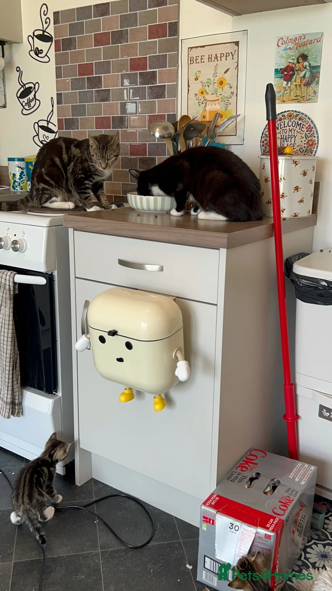 Mixed Breed cats for sale: Gorgeous tabby/black and white kittens  in Anstruther - Advert 1
