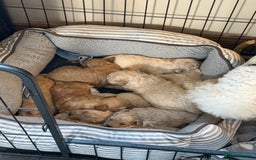 Poochon dogs for sale: 🌟 Adorable Poochon Puppies🌟 - Image 3