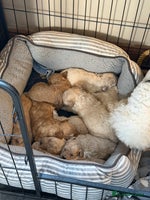 Poochon dogs - Advert 2