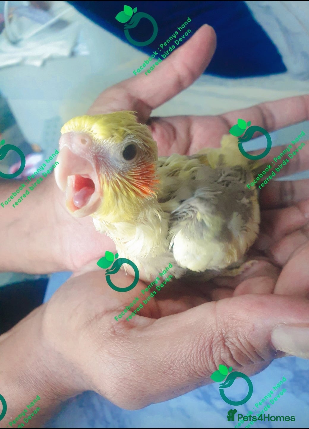 Cockatiels birds Hand reared Baby cockatiels available - Advert 3