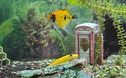 Angelfish fish for sale: All fish 100£ - Image 14