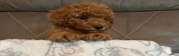 Toy Poodle dogs for sale: Toy poodle puppies  - Advert 6