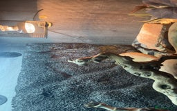 Bearded Dragon reptiles for sale: BEARDED DRAGON FOR SALE WITH FULL SETUP  - Image 6