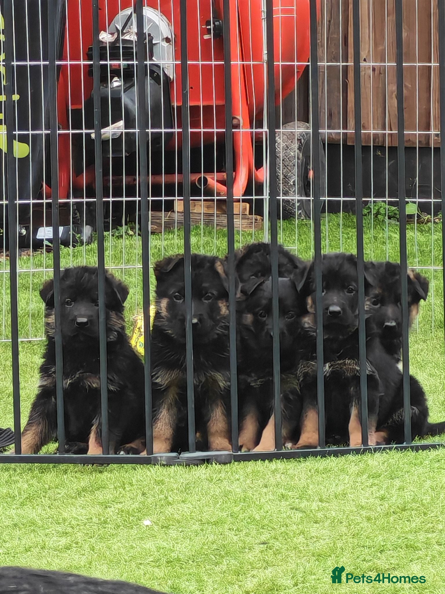 German Shepherd dogs German Shepherd Puppies Available 🐾 - Advert 3