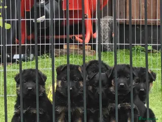 German Shepherd dogs German Shepherd Puppies Available 🐾 - Advert 3
